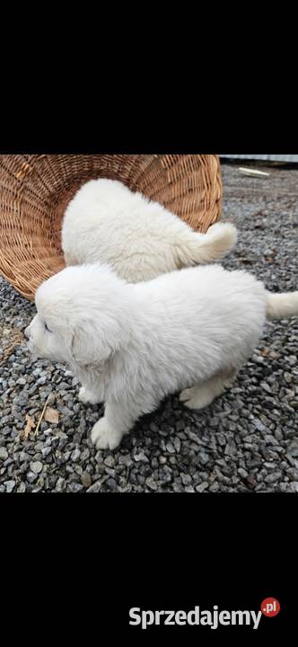 Polski Owczarek Podhalanski szczeniaki Psy Majdan Królewski