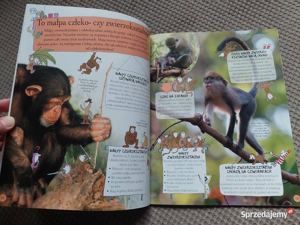 National Geographic Małe Mózgofalki poznają Kraków