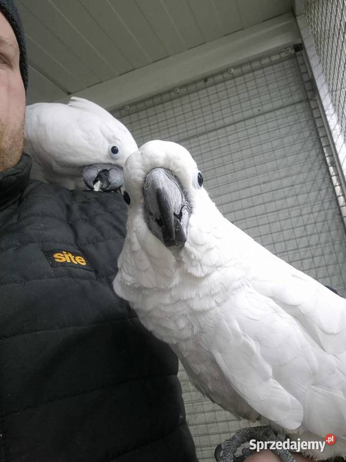 Kakadu Alba Rakoniewice