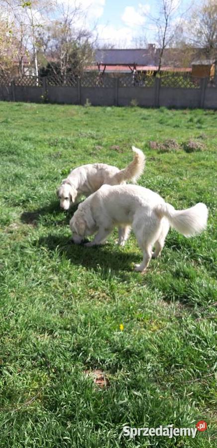 Golden retriever Ostrów Wielkopolski sprzedam