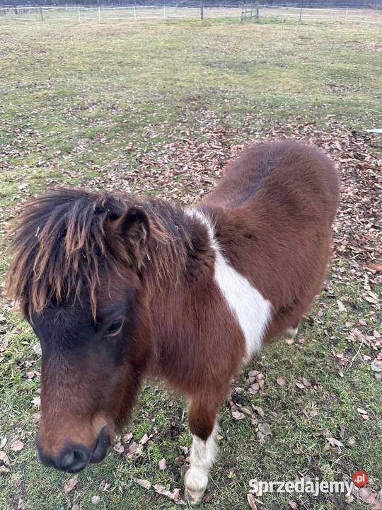 Kucyk Ogier na Sprzedaz Paszport zarejestrowany