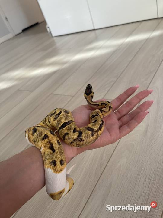 Enchi Piebald Samica Pytona Królewskiego Gady i płazy Warszawa