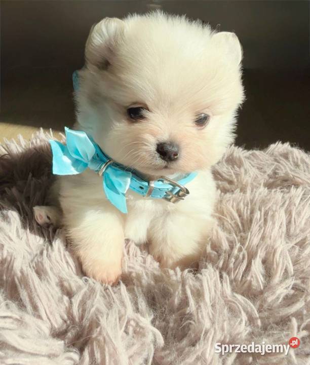 Szczeniaki rasy Szpic miniaturowy sprzedam