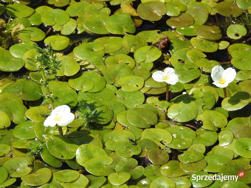 żabiściek pływający sprzedam