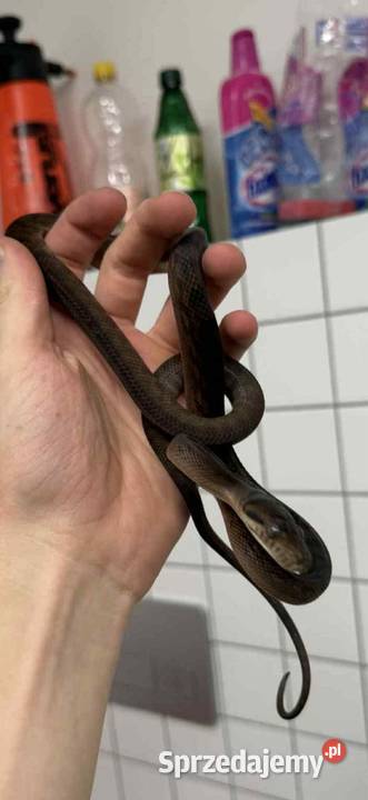 Pyton ametystowy samica Łódź sprzedam