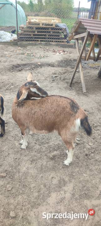 Sprzedam kozy owce i barana