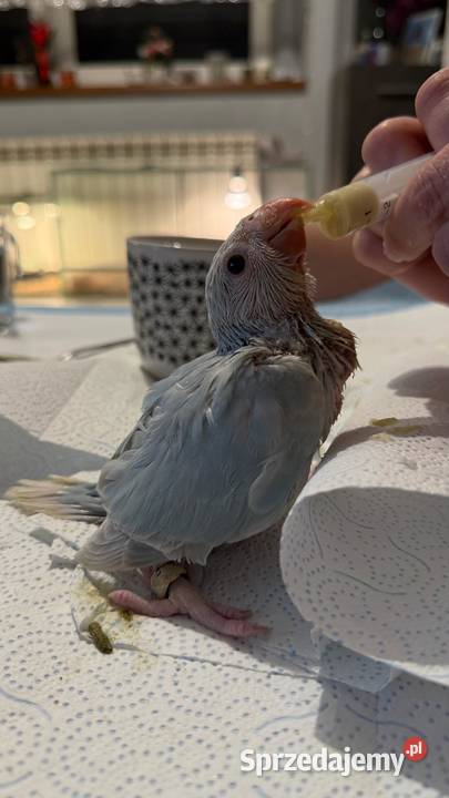 Aleksandretta parka ręcznie karmiona