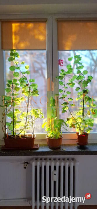 Kamienica Centrum Otwocka Niski czynsz mazowieckie Otwock