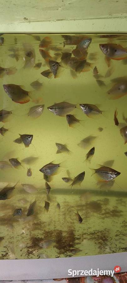 ryby górami mozaikowe i górami dwu plamiste Zabrze