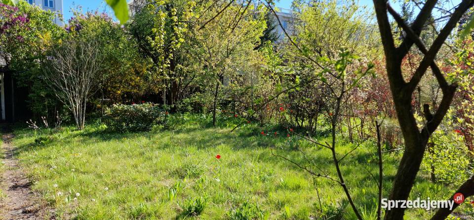 300 m zieleni na Mokotowie działka ROD z 300zł/m2 mazowieckie Warszawa sprzedam