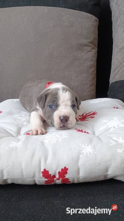 Amstaff Szczeniąta Rezerwacja Amstaff
