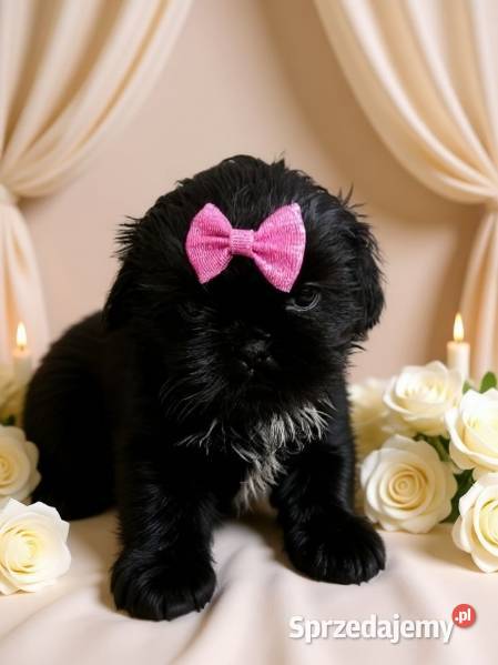 Suczka rasy ShihTzu szuka domku Kępno sprzedam