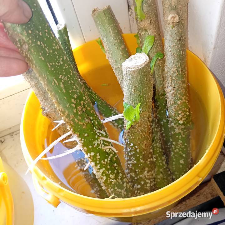 Patyczki datur Skrzyszów sprzedam