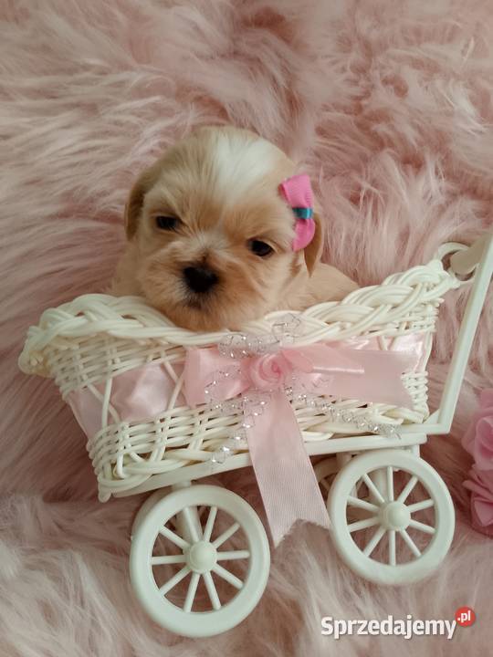 Suczka rasy ShihTzu