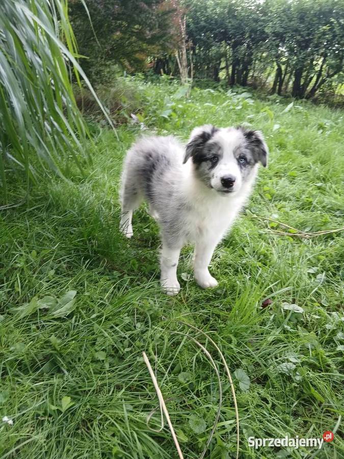 Border collie kujawsko-pomorskie Toruń