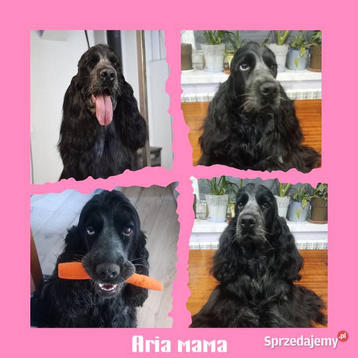 Cocker spaniel angielski Krzyżanów