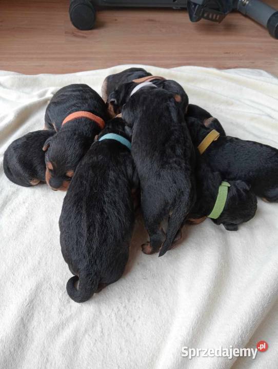 Airedale Terrier szczenięta Lublin