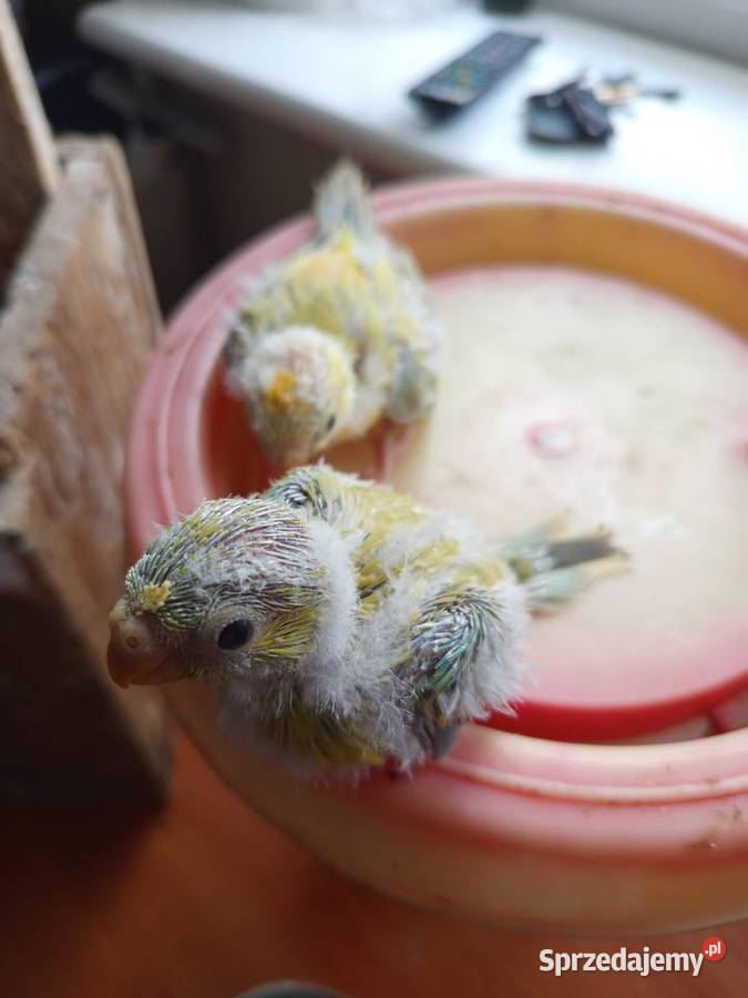 Ręcznie karmione Świergotki Ptaki wielkopolskie Środa Wielkopolska