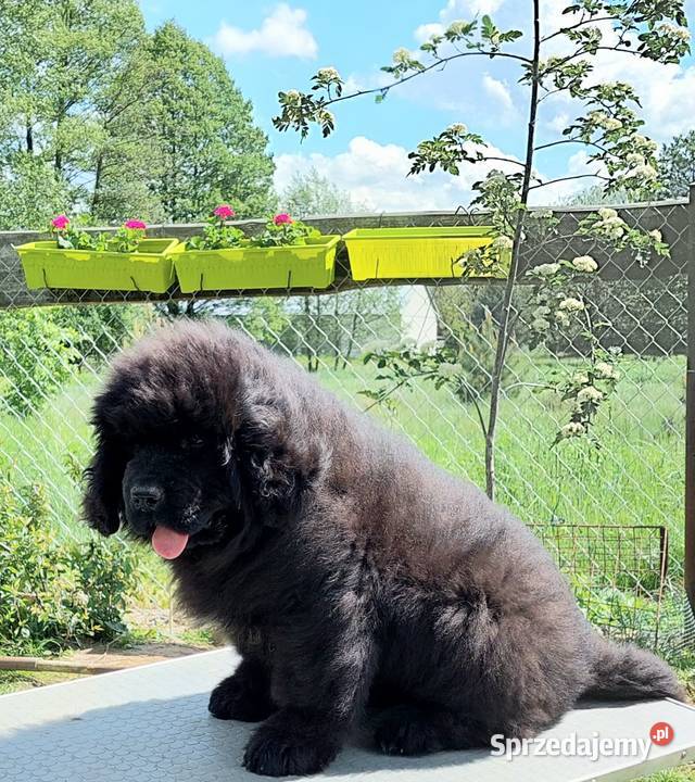 Nowofundland piękny piesek z metryką ZKwP Rozdziały sprzedam