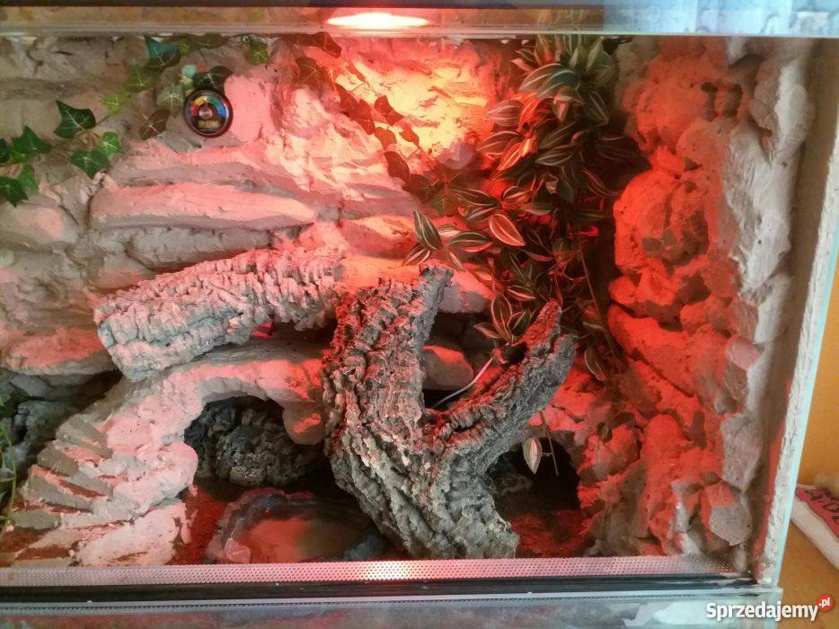 Pyton Krolewski regius profesionalne terrarium Gniezno