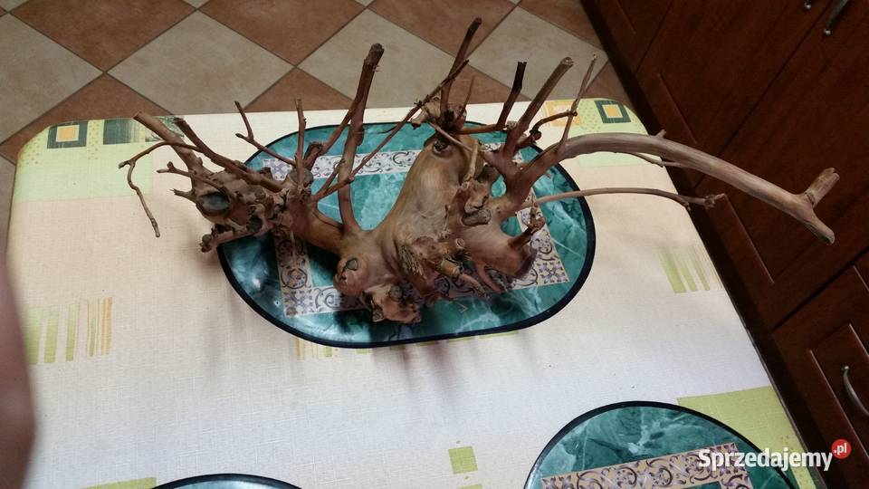 Korzeń do akwarium wielkopolskie Ostrów Wielkopolski