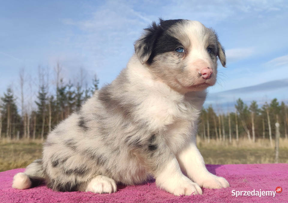 Szczenię BORDER COLLIE z Hodowli Rasowy pies z