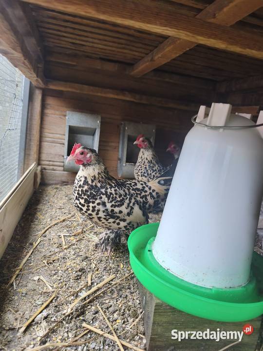 Jaja jajka lęgowe karzełka lapciatego 60zl 10 Wrocław