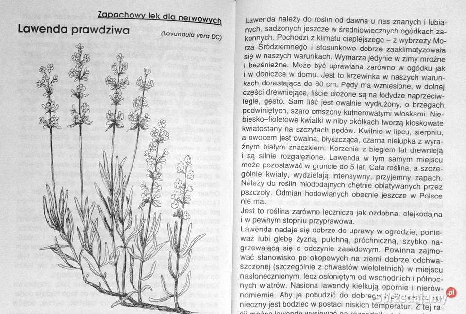 Zioła i ziółka z mojego ogródka Danuta lubelskie Chełm