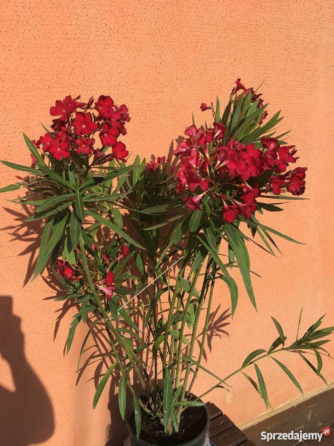 Żółty oleander Szczepki Brzeźnica