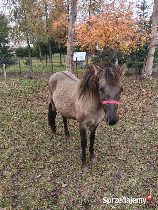 Dwie klacze Wólka Miedzyńska sprzedam