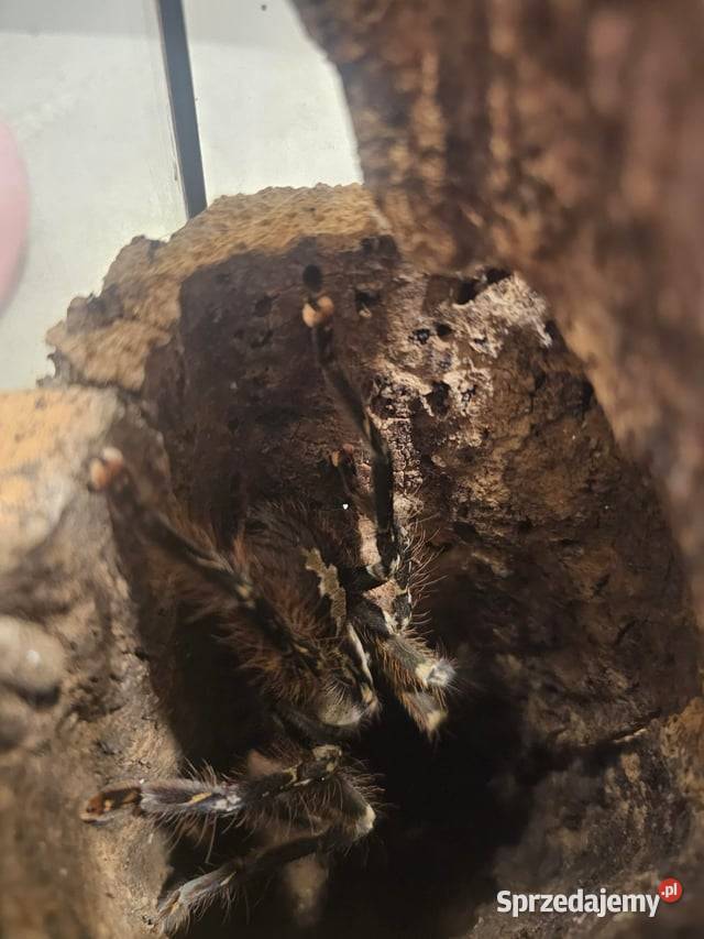 P ornata samiczka 8DC małopolskie