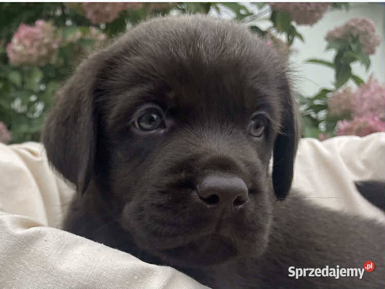 Labrador Retriever Czekoladowy Sulmierzyce