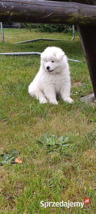 Samoyed szczeniaki Łowicz