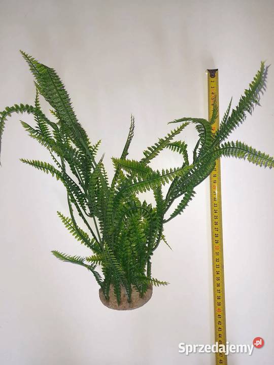 Paprotka roślina dekoracja do akwarium terrarium Łódź