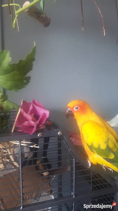 Papuga Konura słoneczna Pozostałe Tychy sprzedam