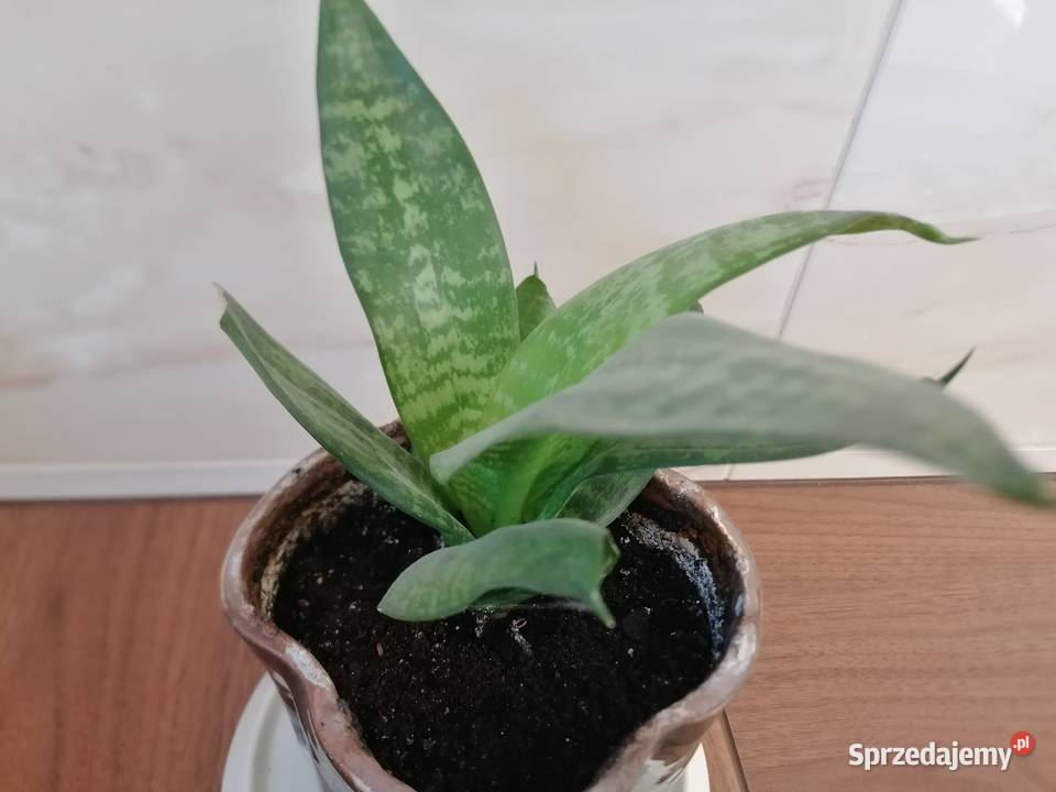 Sansevieria miniaturowa Roslina domowaKwiaty Zielone Łódź