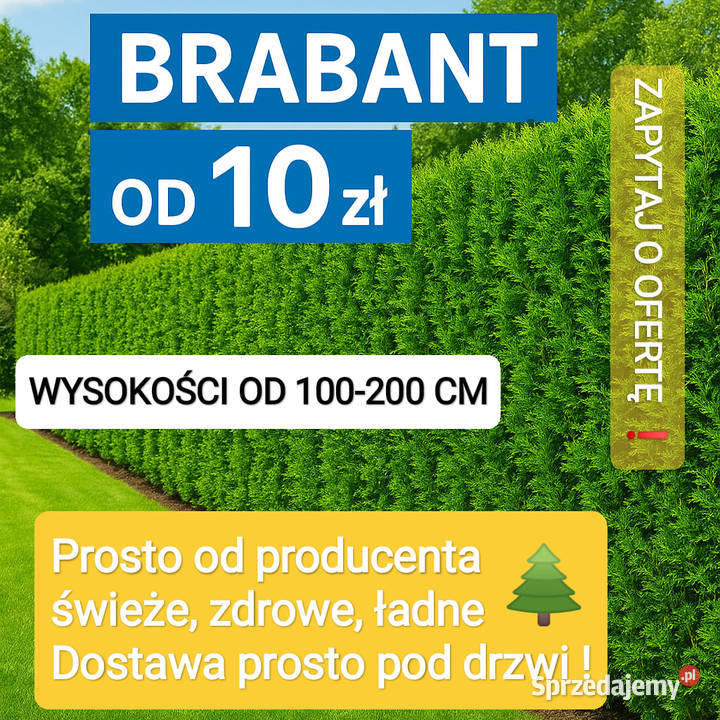 SPRZEDAM TUJE BRABANT Idealne na żywopłot DOWÓZ małopolskie