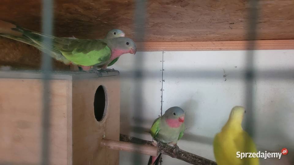Papugi księżniczki walii małopolskie Wieliczka