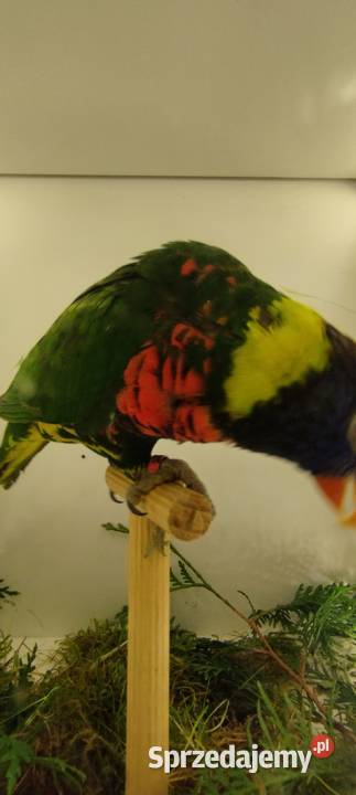 Lorysa Górska Brenna