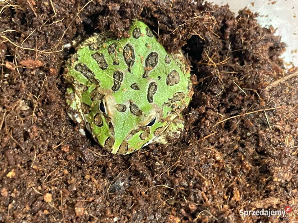Żaba rogata Ceratophrys cranwelli 34 green Gliwice