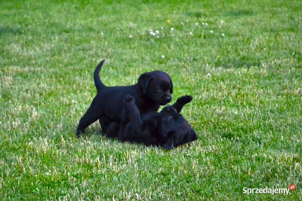 Szczeniaki Labrador Retriever czarne i Żelechlinek