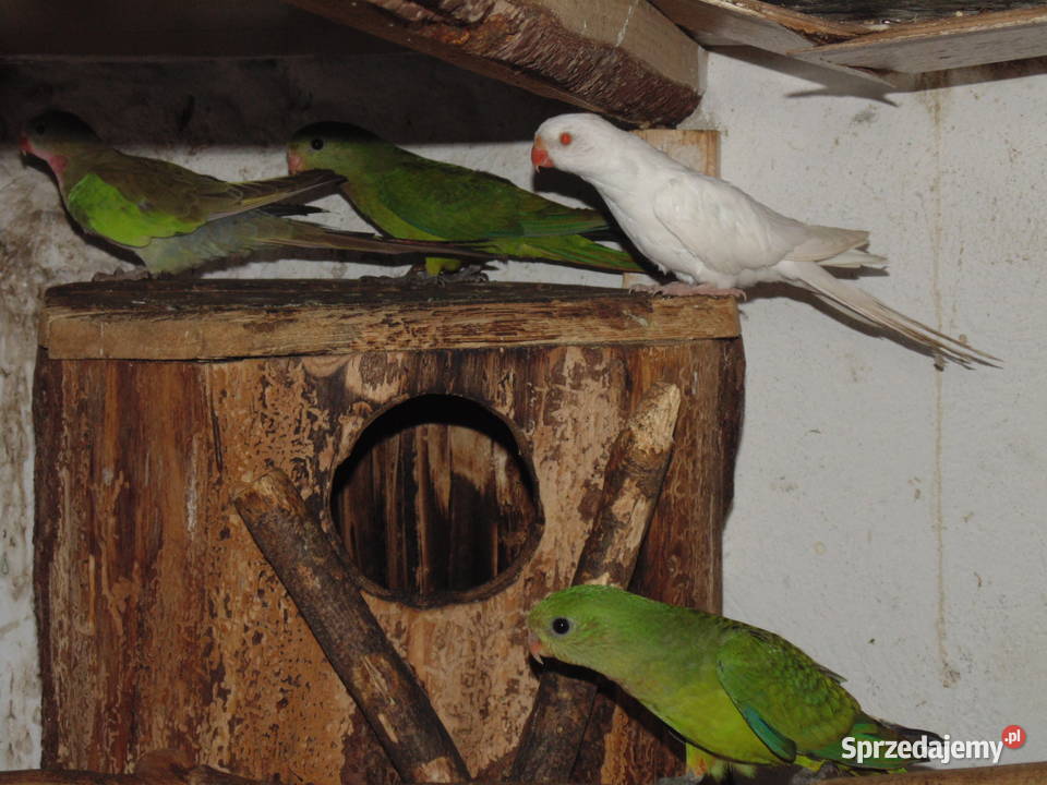 ksierzniczka wali Racibórz