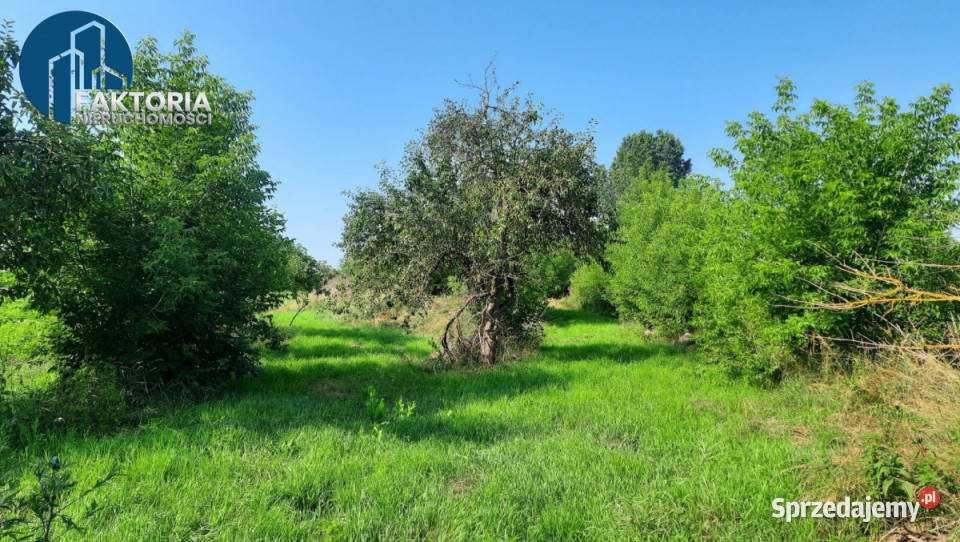 sprzedaży działki Boguszewo 4300m szambo