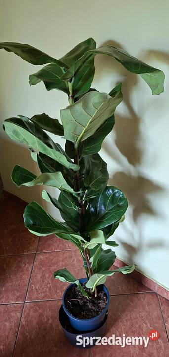 Duży Fikus dębolistny Ficus Lyrata Gęsty Zdrowy Morąg