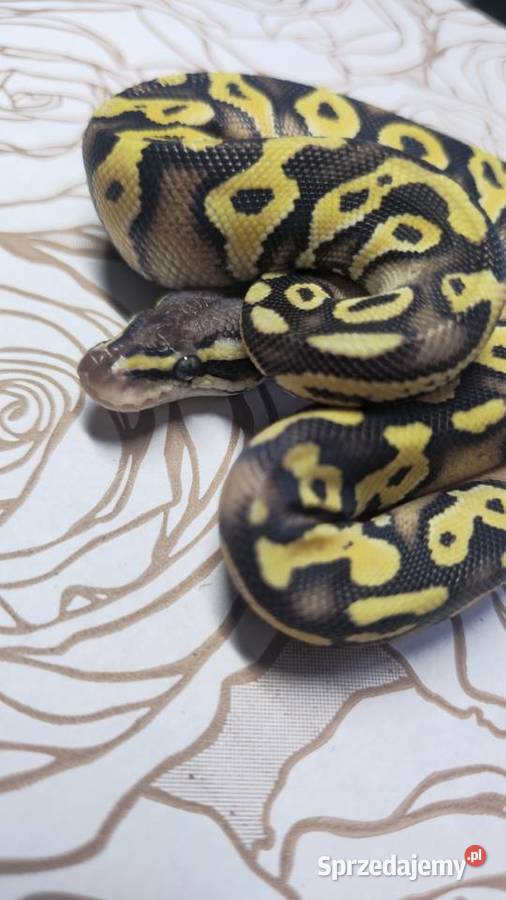 Wąż pyton królewski python regius samica