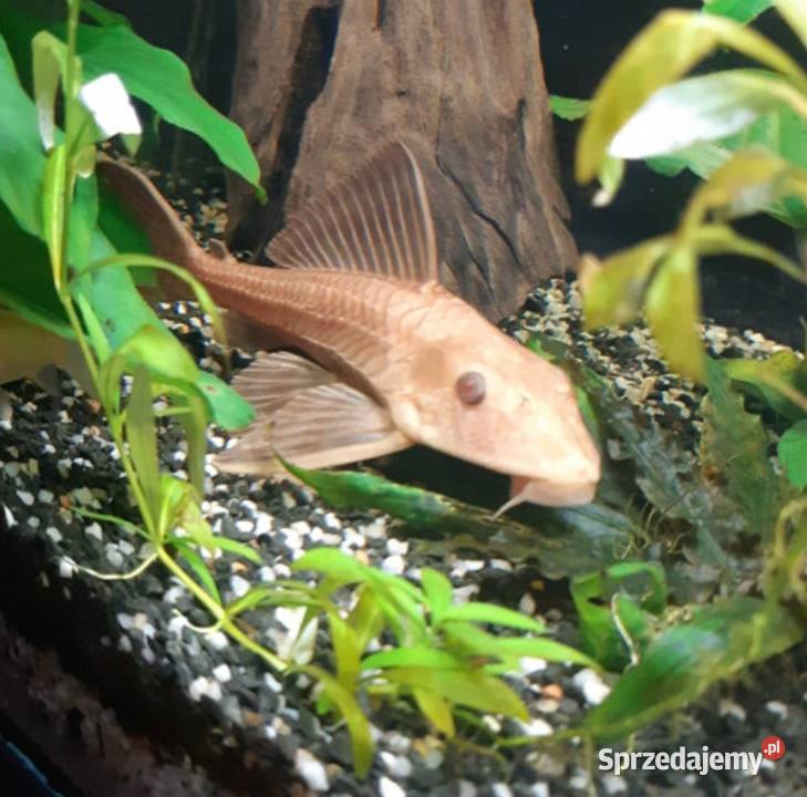 Glonojad plekostomus ALBINOS Hypostomus Gdańsk