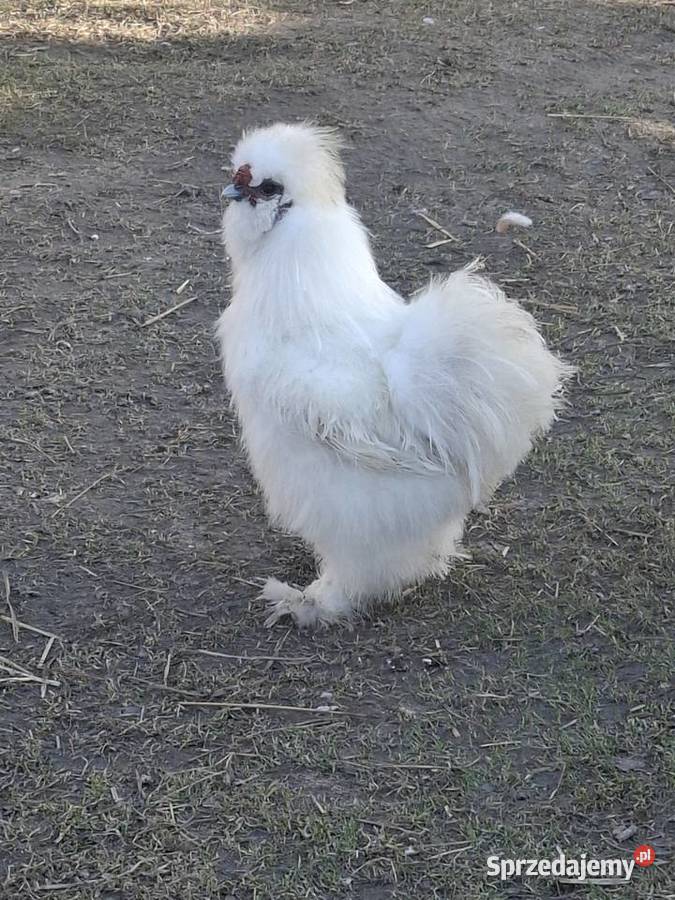 Koguty silki lubelskie Kraśniczyn