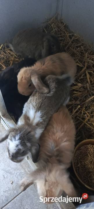 Królik miniaturka baranek i inne śląskie
