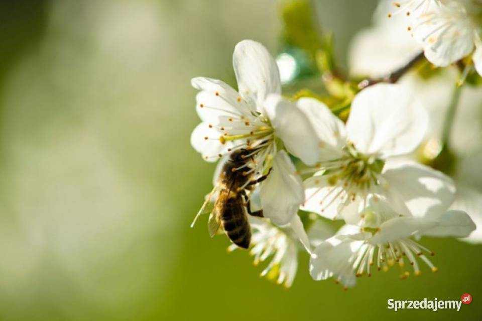 Prawdziwy Miód NATURALNY SPADZIOWOLIPOWY Spadź małopolskie Wadowice