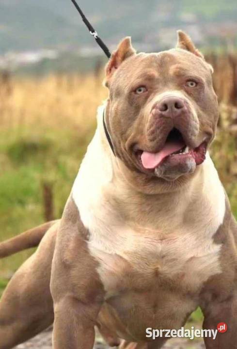 American bully xl suczki ABKC